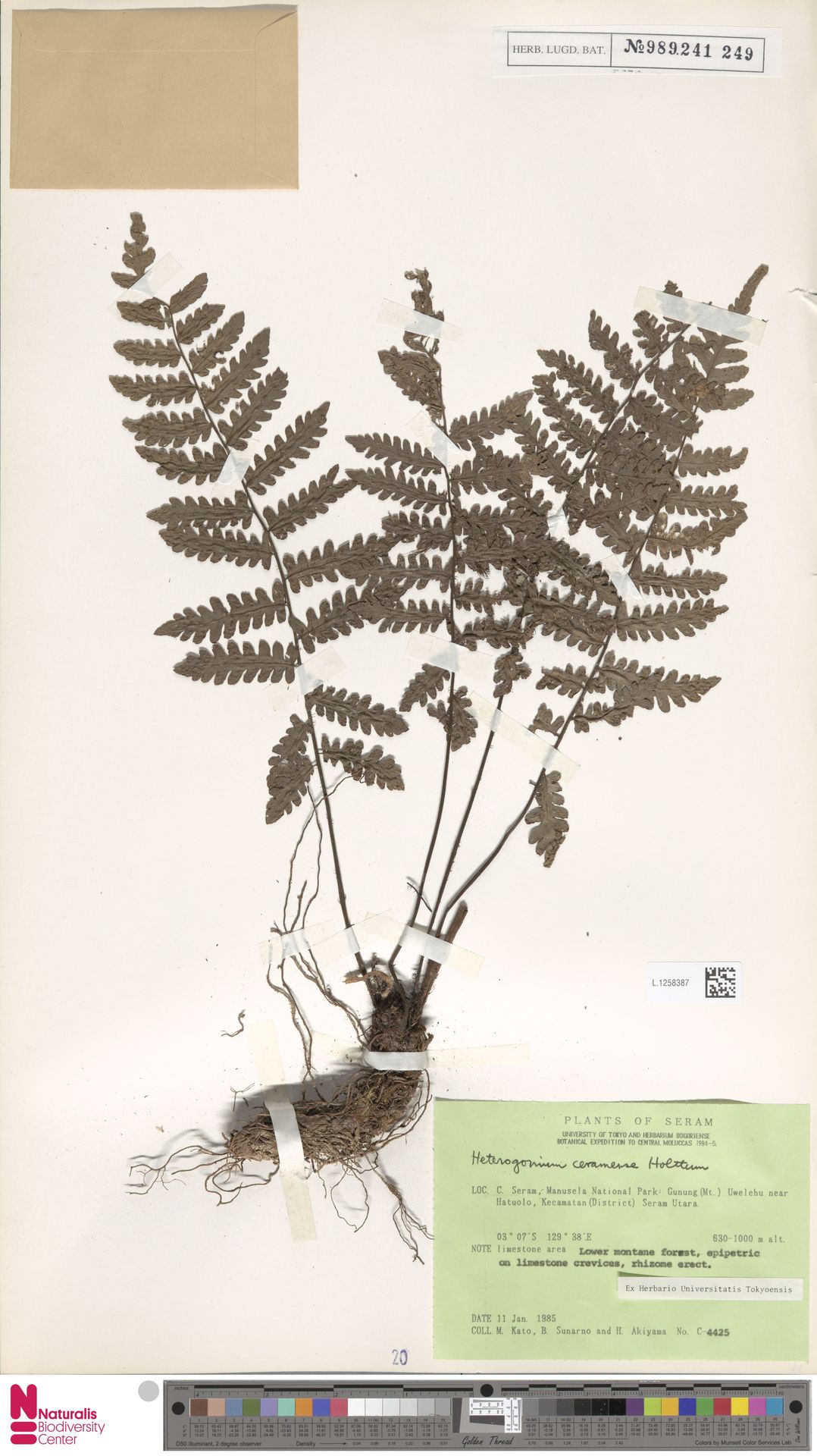 Tectaria ceramensis image