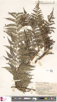 Dicksonia brackenridgei image