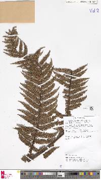 Dicksonia hieronymi image