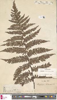 Dicksonia blumei image