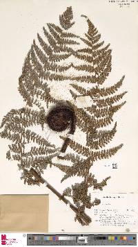 Image of Dicksonia herbertii