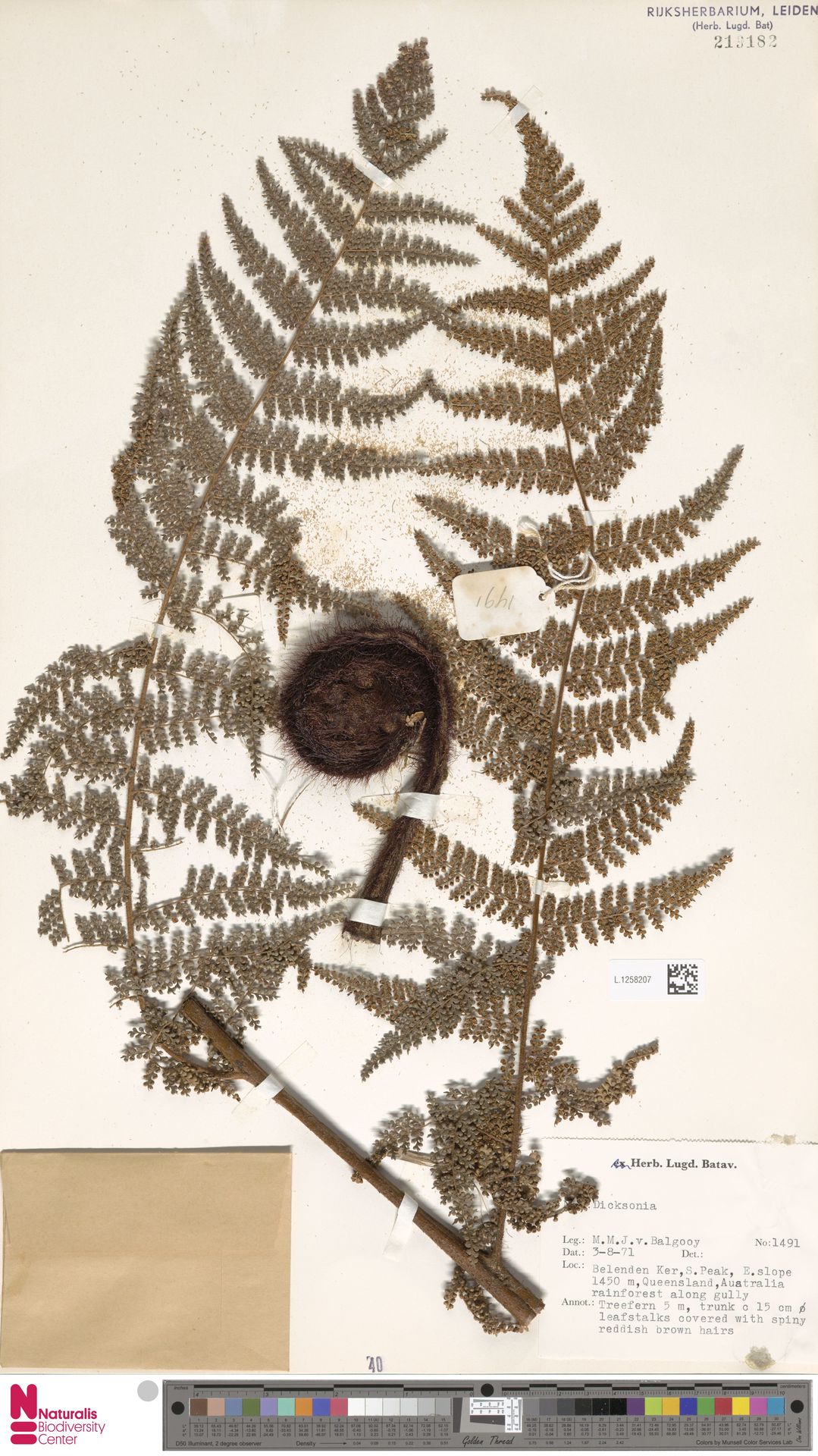 Dicksonia herbertii image