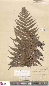 Dicksonia blumei image