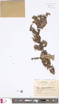 Image of Dicksonia thyrsopteroides