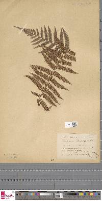 Dicksonia brackenridgei image