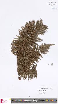 Dicksonia grandis image