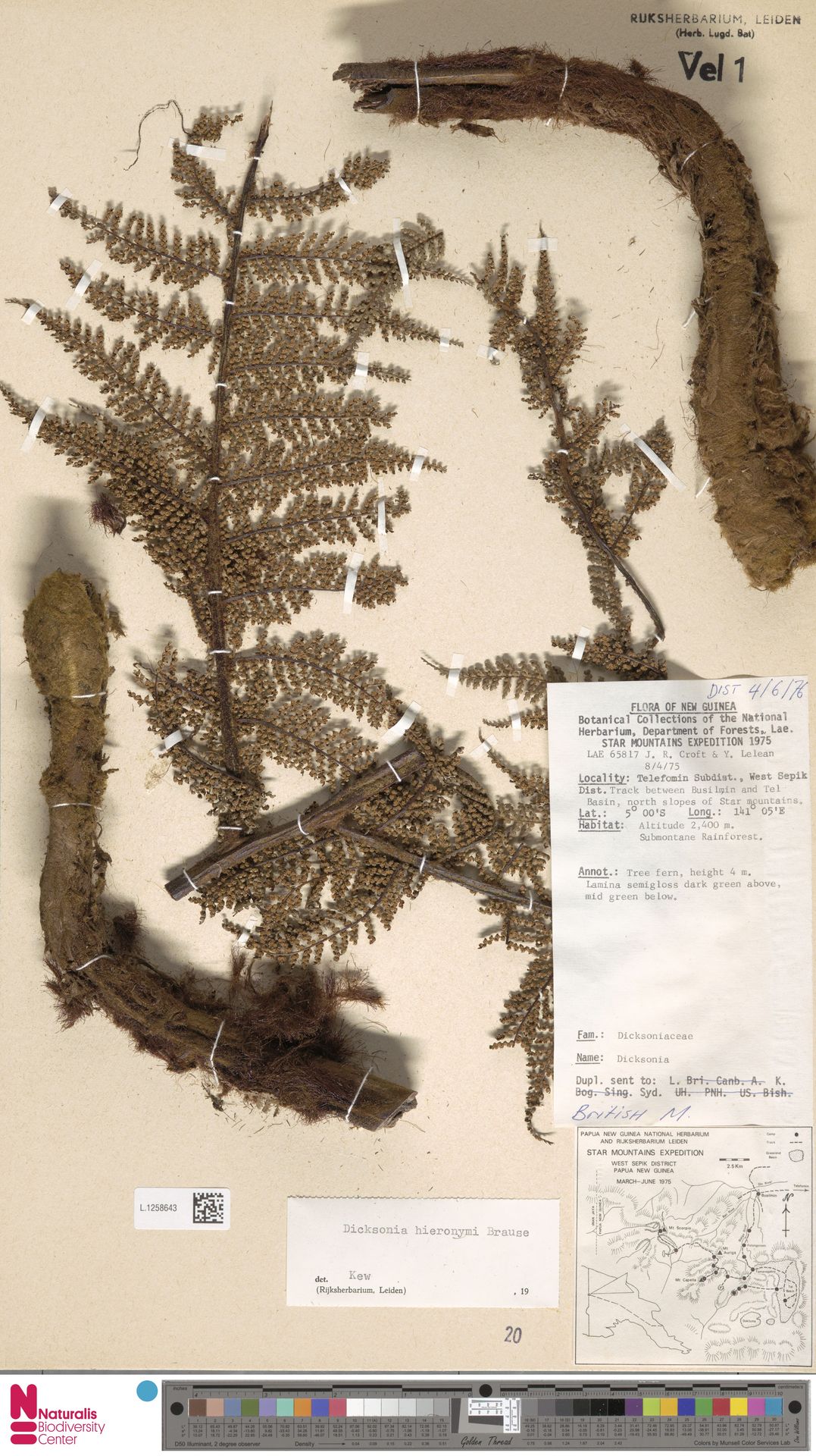 Dicksonia hieronymi image