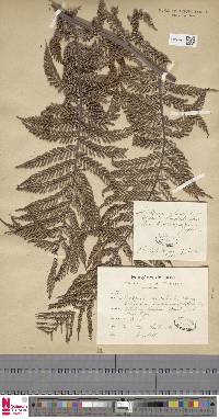 Dicksonia blumei image