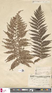 Dicksonia thyrsopteroides image