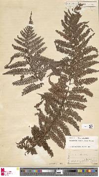 Dicksonia blumei image