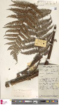 Dicksonia hieronymi image