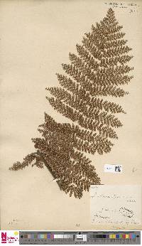 Dicksonia thyrsopteroides image