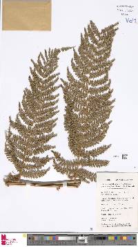 Dicksonia brackenridgei image