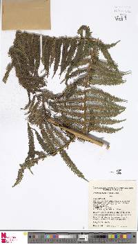 Alsophila woollsiana image