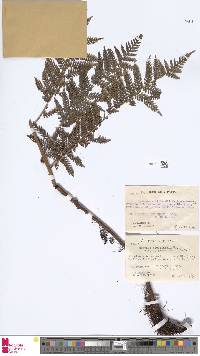 Alsophila vieillardii image