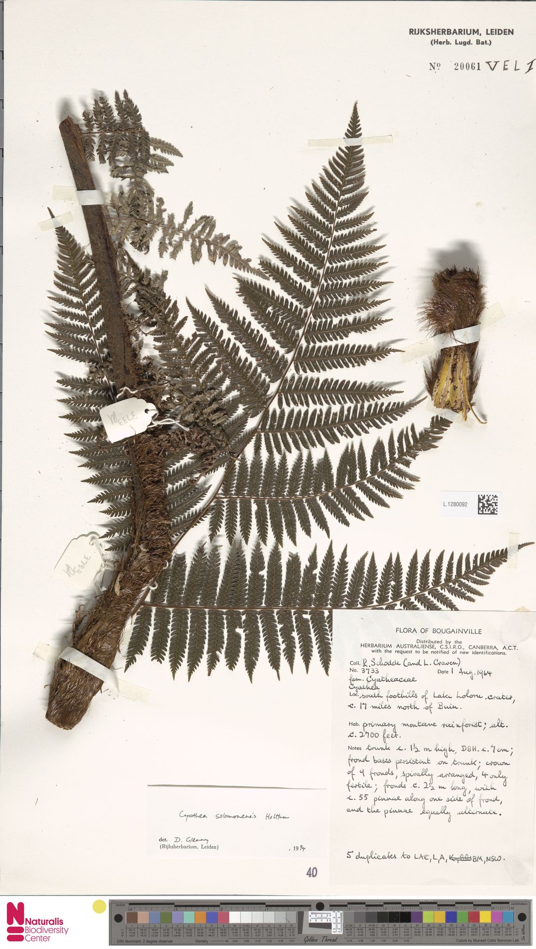 Alsophila solomonensis image