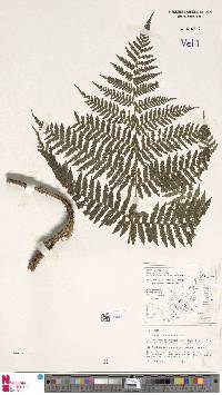 Alsophila physolepidota image