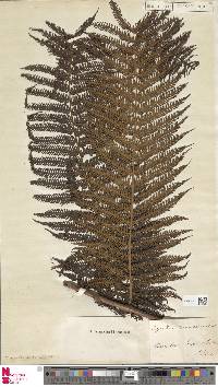 Cyathea delgadii image