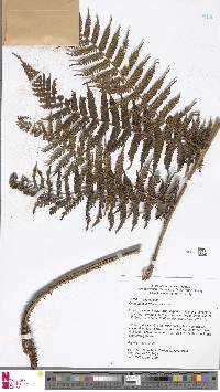 Alsophila physolepidota image