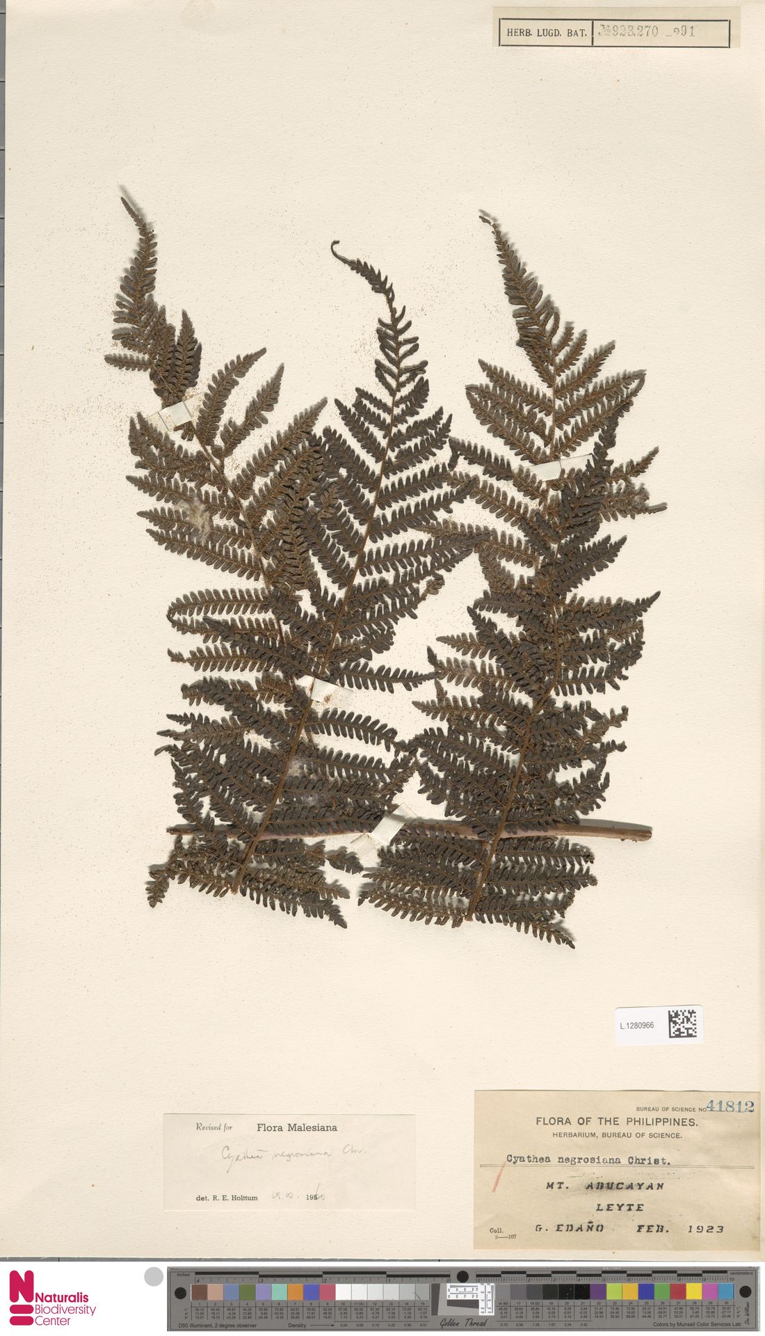Alsophila negrosiana image