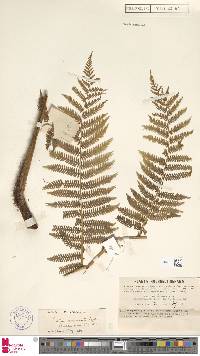 Alsophila crenulata image