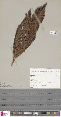 Alsophila muelleri image