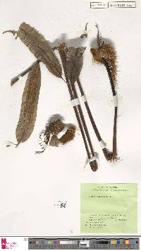 Sphaeropteris moluccana image
