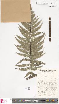 Alsophila leichhardtiana image