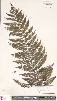 Cyathea axillaris image