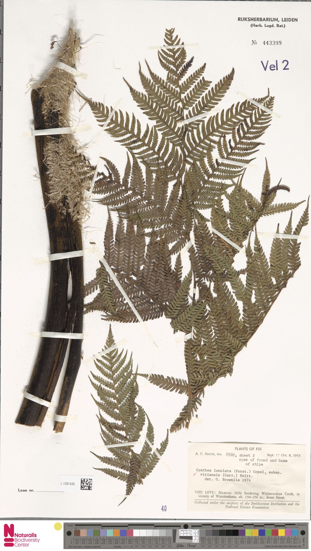 Sphaeropteris lunulata subsp. vitiensis image
