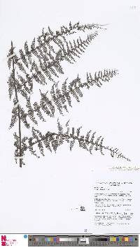 Alsophila klossii image