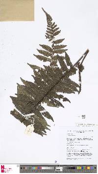 Alsophila klossii image
