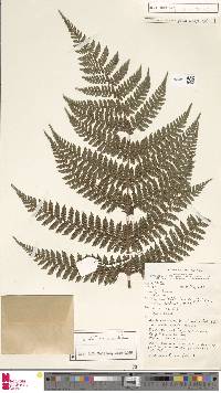 Alsophila coactilis image