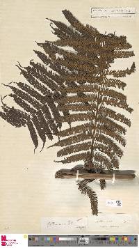 Cyathea fulva image