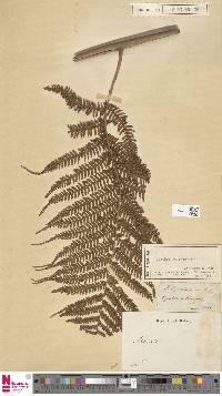 Cyathea arborea image