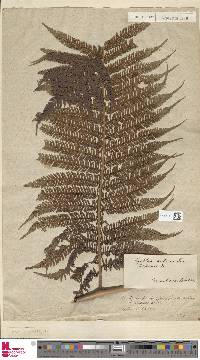 Cyathea arborea image