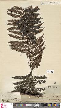 Cyathea borbonica image