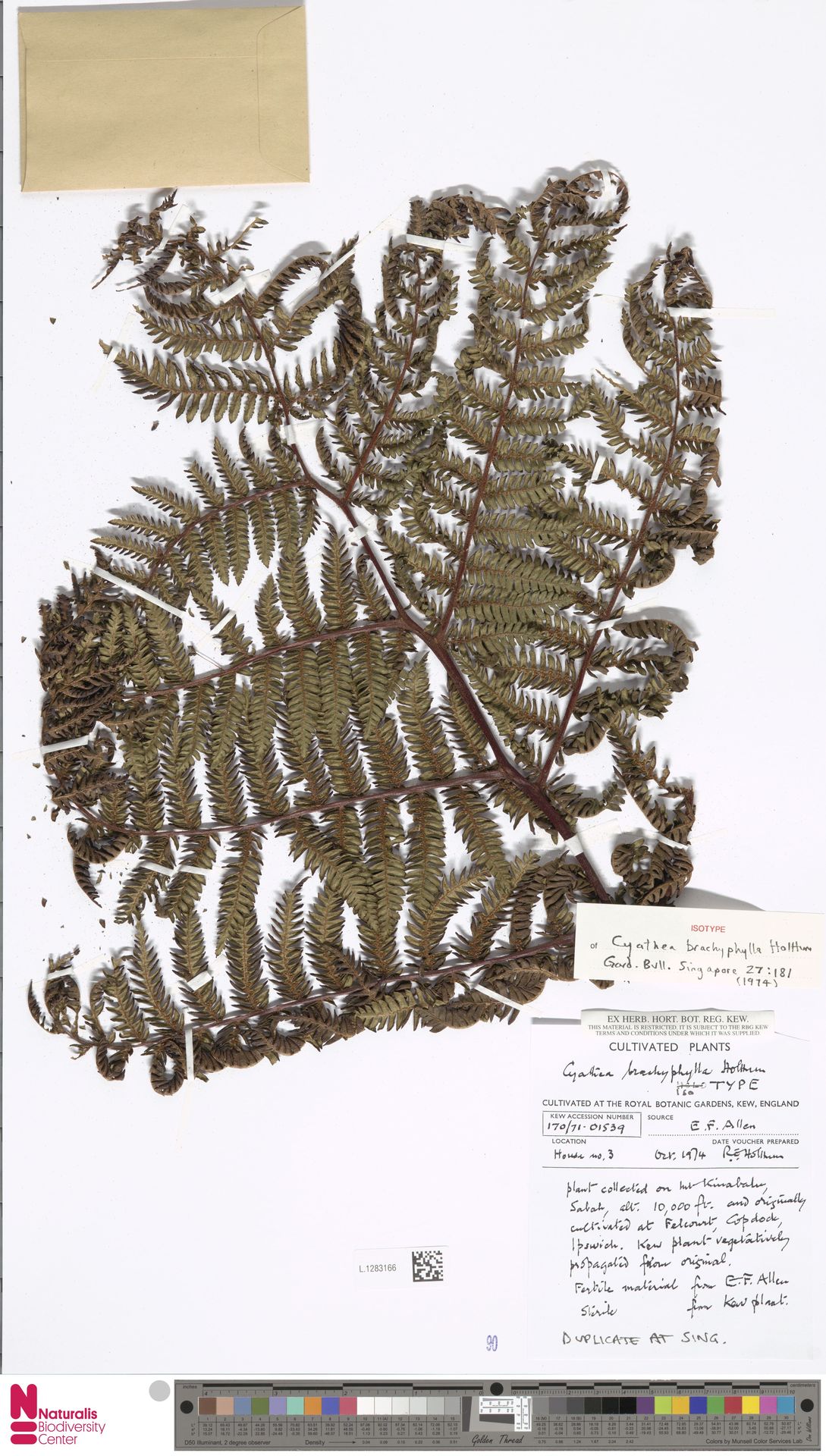 Cyathea brachyphylla image