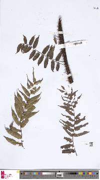 Alsophila biformis image
