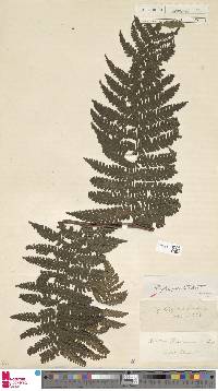 Cyathea phalerata image