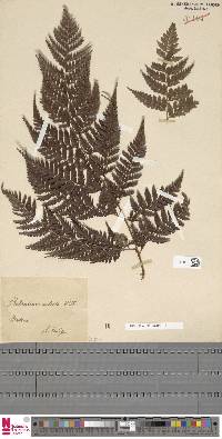 Culcita macrocarpa image