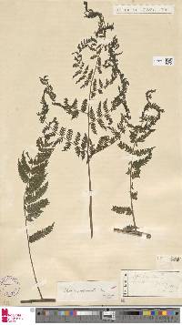 Cyathea microdonta image