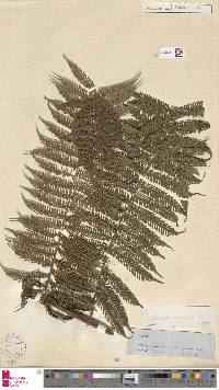 Cyathea microdonta image