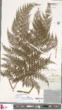 Calochlaena javanica image