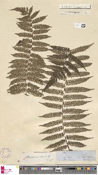 Cyathea squamata image