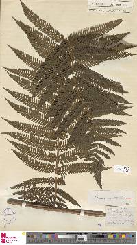 Cyathea armata image