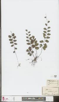 Adiantum soboliferum image