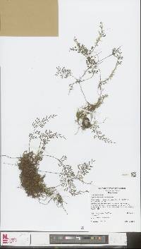 Asplenium bipinnatifidum image