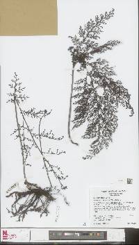 Vandenboschia maxima image