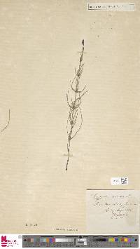 Equisetum palustre image